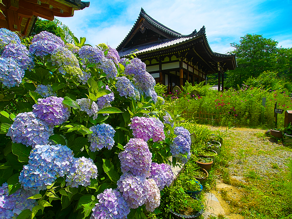 日本風景1088 紫陽花 By Ein主太伊ん Id 写真共有サイト Photohito 日本風景1088 紫陽花 By Ein主太伊ん Id 写真共有サイト Photohito
