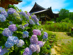 日本風景１０８8　紫陽花