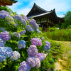 日本風景１０８8　紫陽花