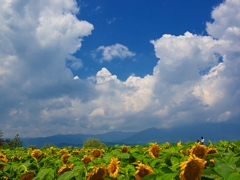 日本風景１４４０　ひまわり