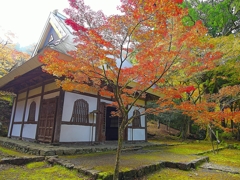 日本風景１２３８ 紅葉