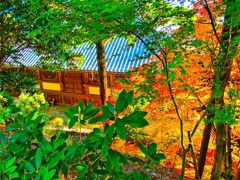 風景２６０ 寺　秋