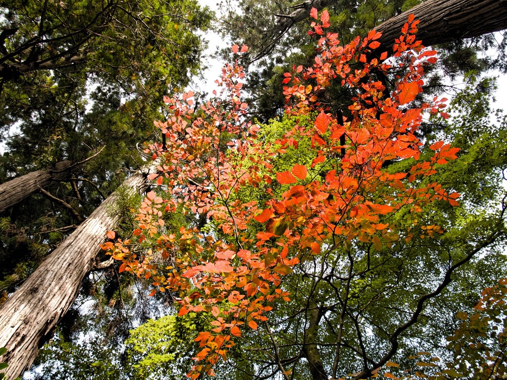 風景２４９　山寺　秋