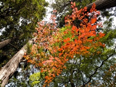 風景２４９　山寺　秋