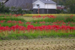 日本風景１２０１　彼岸花