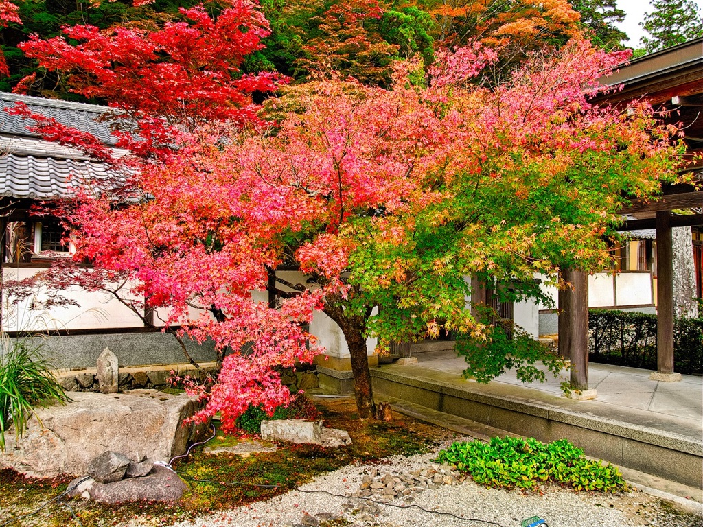 風景２５３ 寺　秋