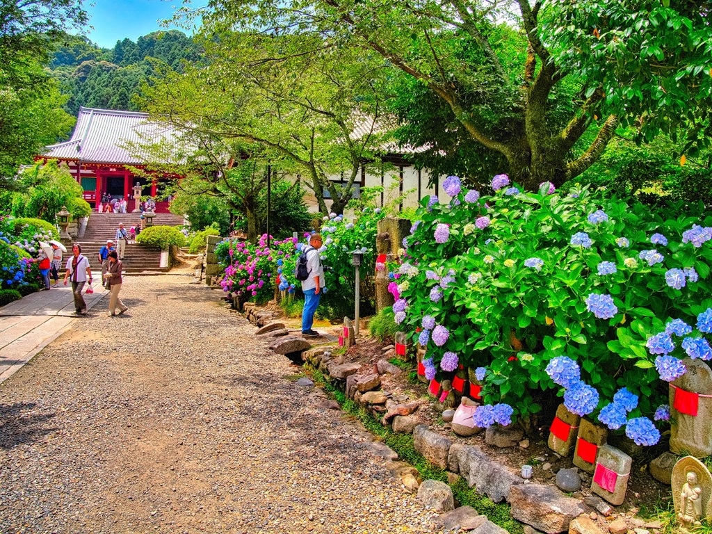 日本風景７４７　寺　庭　あじさい