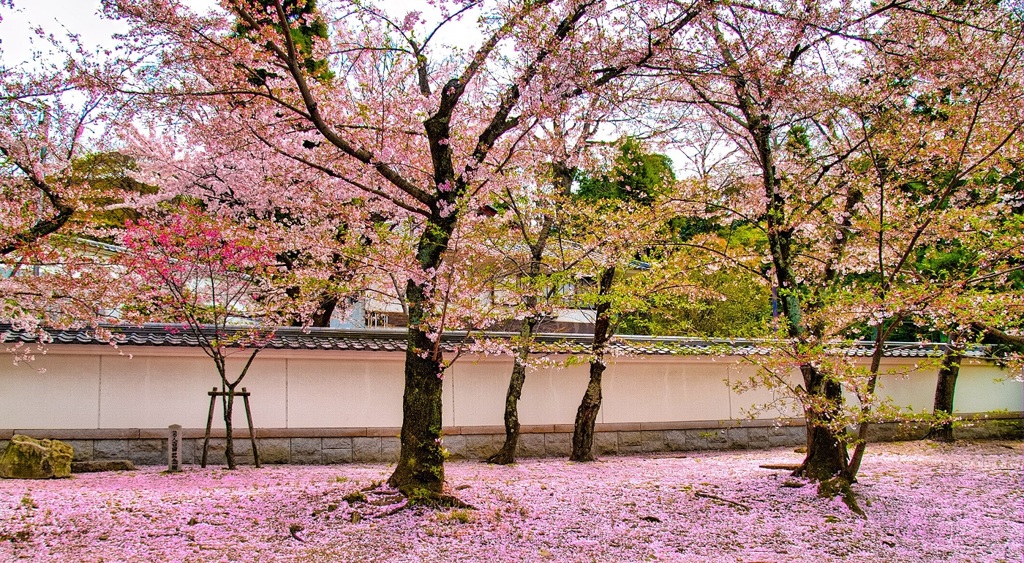 風景５００　京都　春