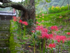 日本風景１１９１　彼岸花