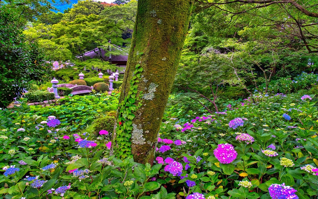 風景７０３　寺　庭