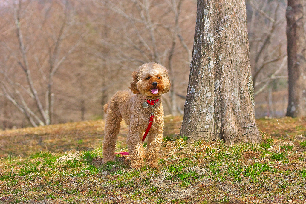 DOG７2