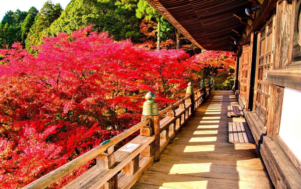 風景２５９ 寺　秋