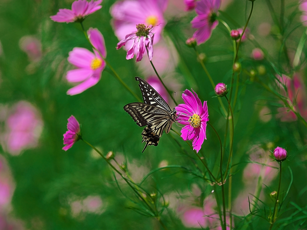 日本風景１４６１コスモスと蝶