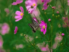 日本風景１４６１コスモスと蝶