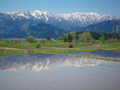 日本風景１４０９　福井　春