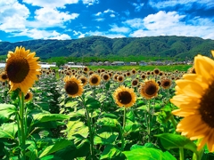 日本風景１４５６向日葵畑