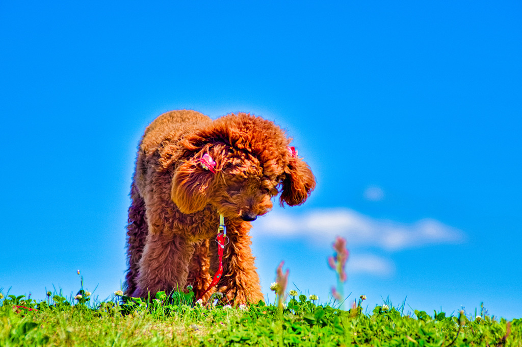 トイプードル 　ミルミルみるきー２１