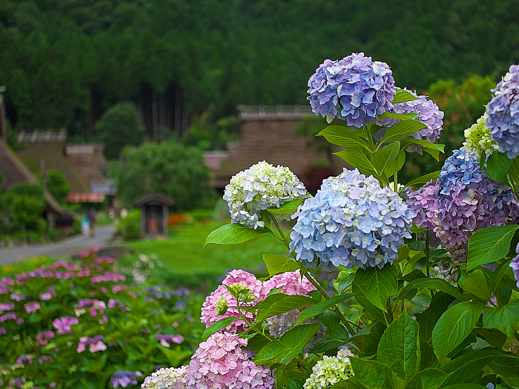 日本風景１１１０紫陽花