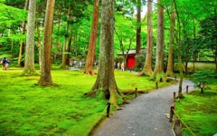 日本風景７２７　京都　庭