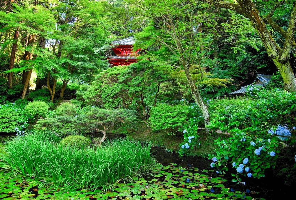 日本風景７５５　寺　庭　あじさい