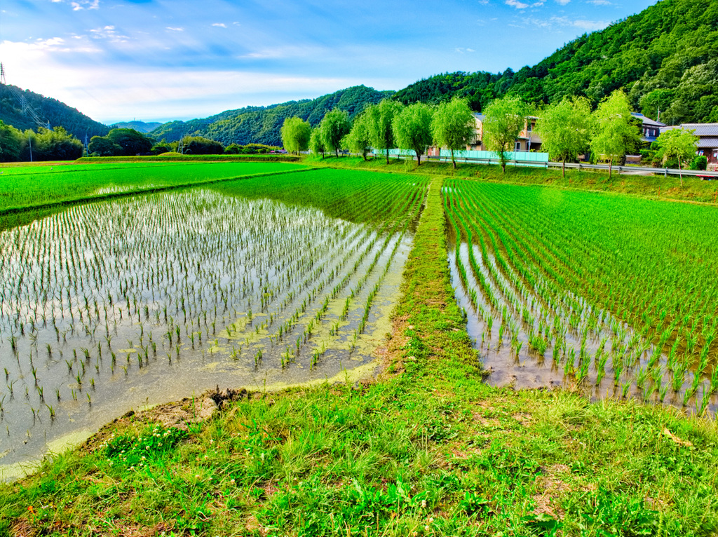 日本風景９４３　田園