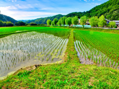 日本風景９４３　田園