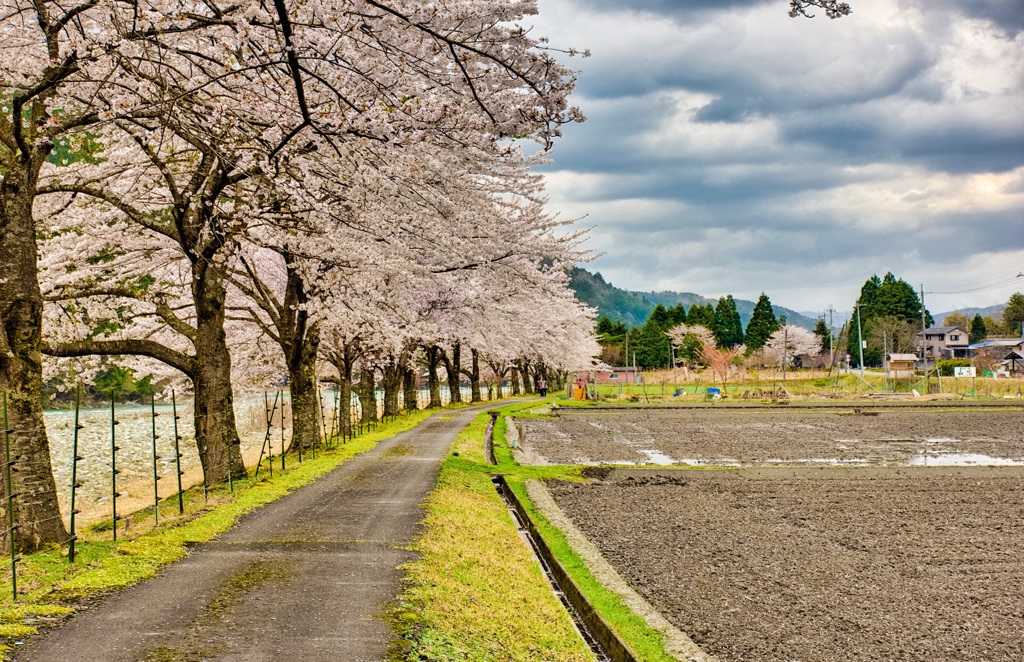 日本風景８８５桜と曇り空