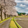 日本風景８８５桜と曇り空