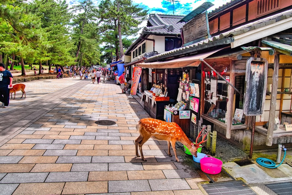 日本風景７９３　奈良　参道