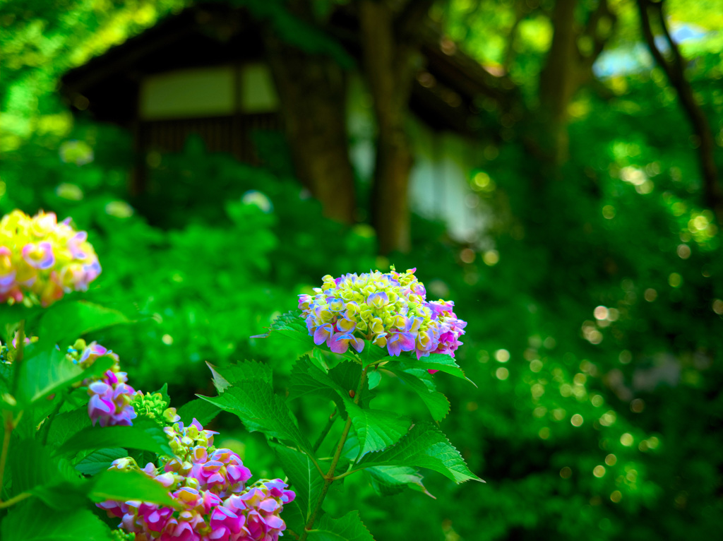 日本風景９４７　紫陽花