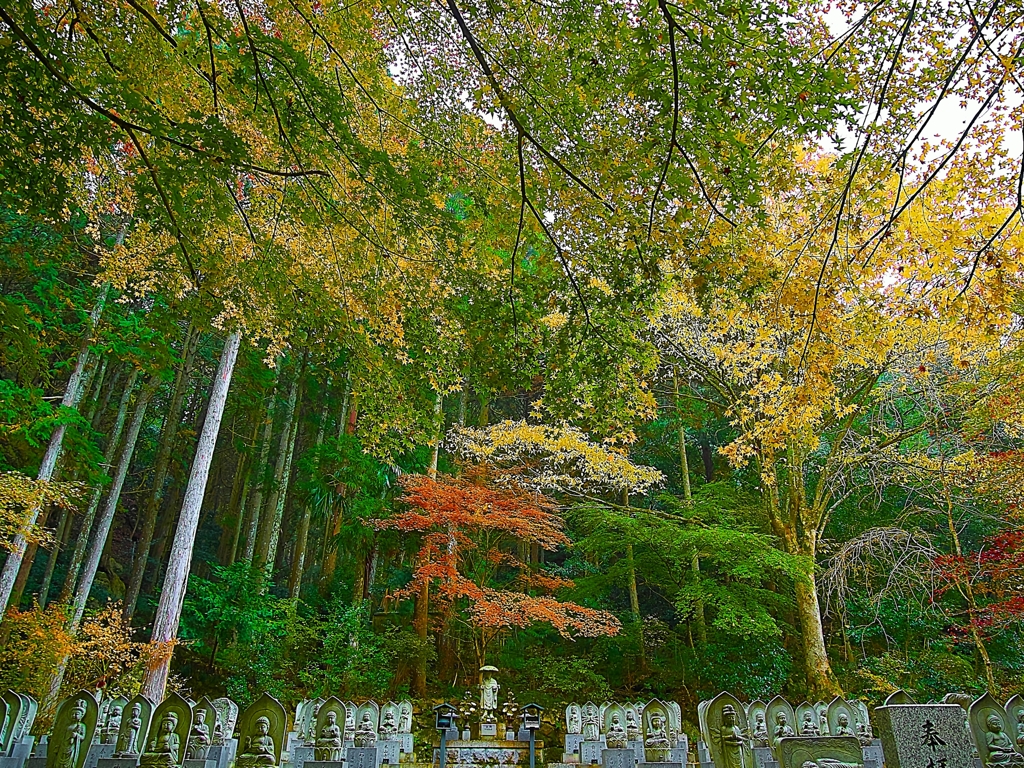 日本風景１２４９　秋
