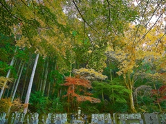 日本風景１２４９　秋