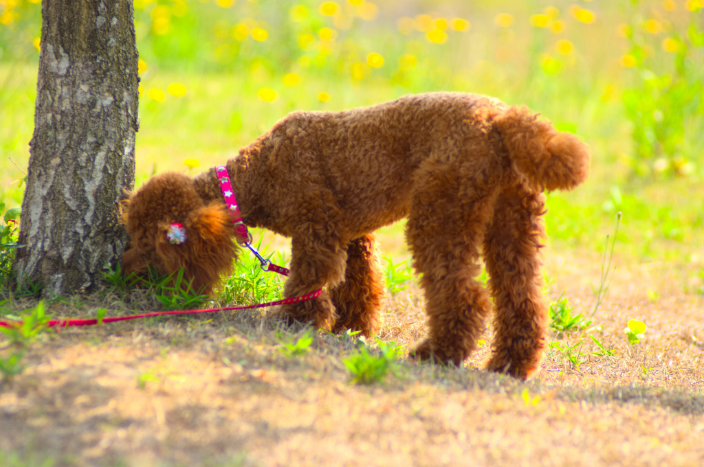 トイプードル 　ミルミルみるきー３３