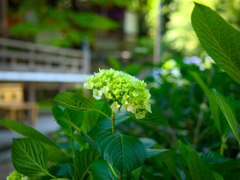 日本風景９４５　紫陽花