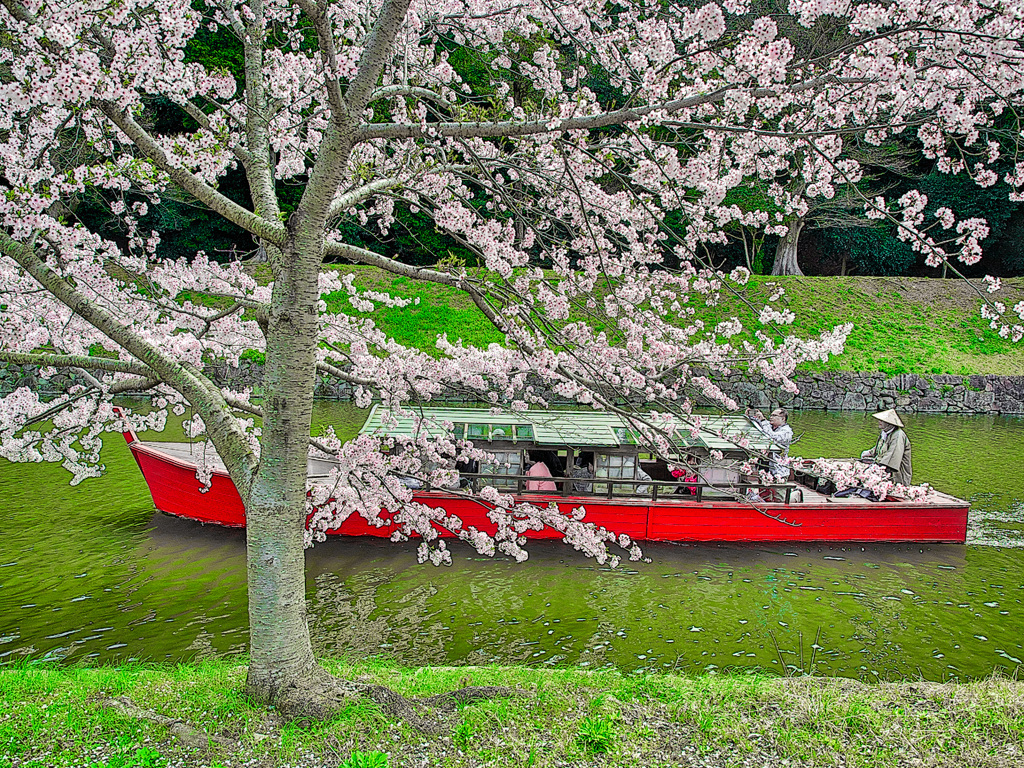 日本風景１０５５ 桜
