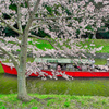 日本風景１０５５ 桜