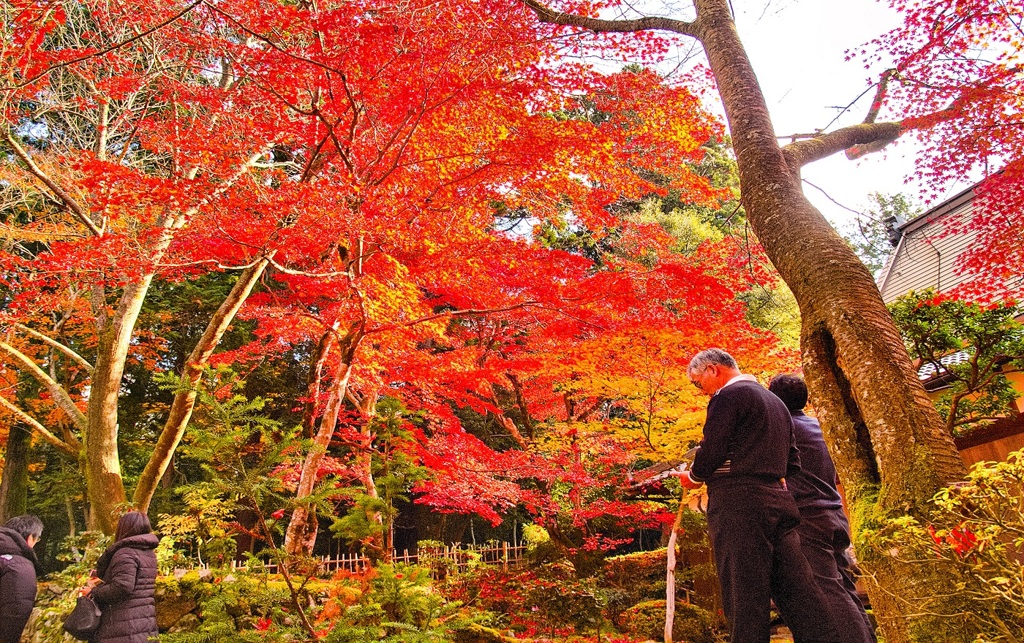 風景３２７ 寺　秋