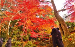 風景３２７ 寺　秋