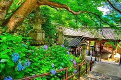 日本風景７６９　寺　紫陽花