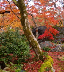 風景２２１　京都　 秋