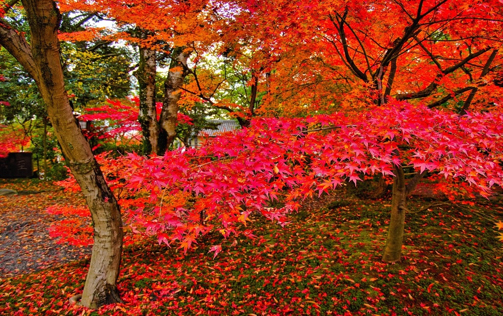 風景３０８ 寺　秋