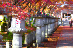 日本風景１０２4　秋