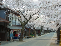 日本風景１３９１　桜
