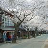 日本風景１３９１　桜