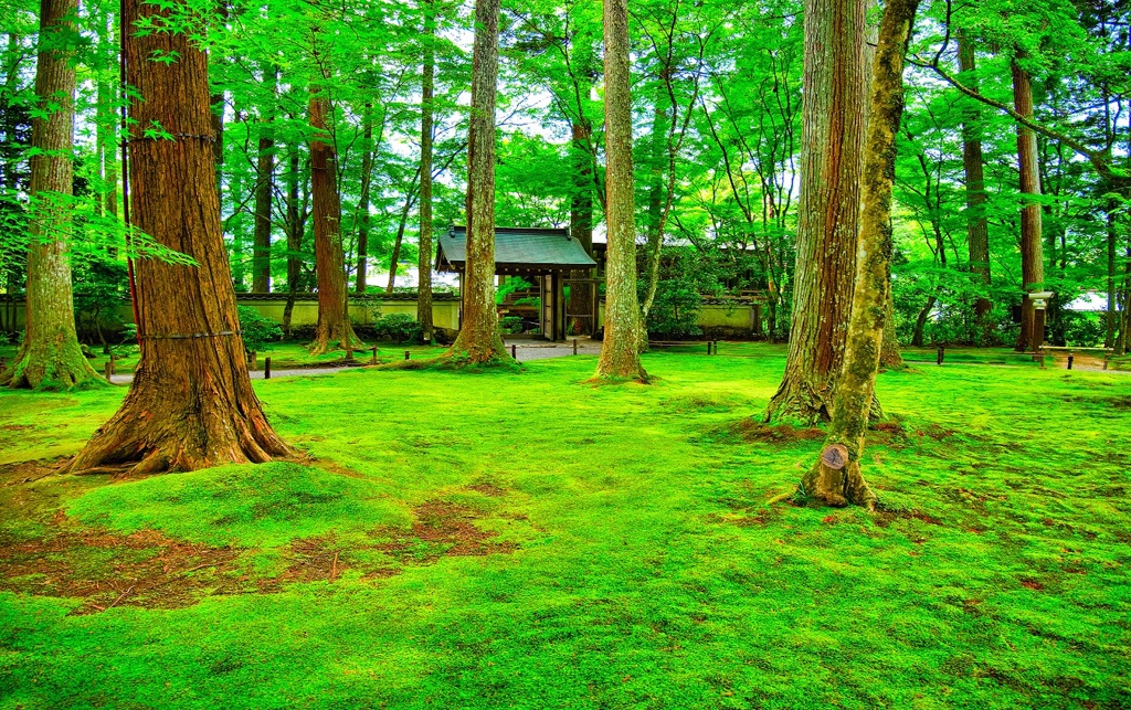 日本風景７２５　京都　庭
