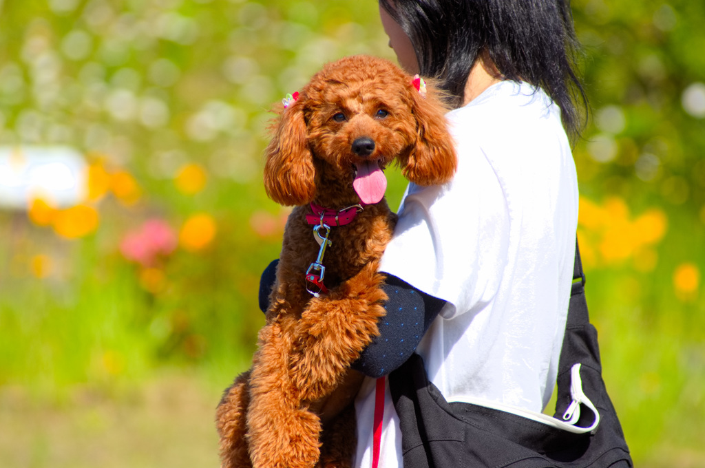 トイプードル 　ミルミルみるきー２７