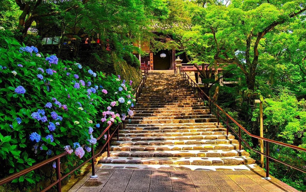 日本風景７５７　寺　庭　あじさい