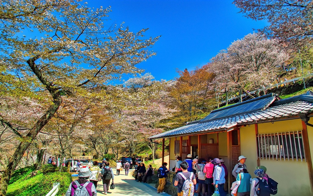 風景４３８　吉野桜見物