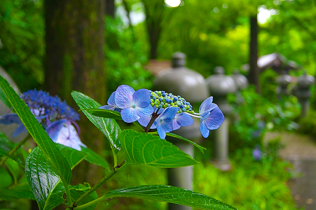 日本風景１１０７紫陽花
