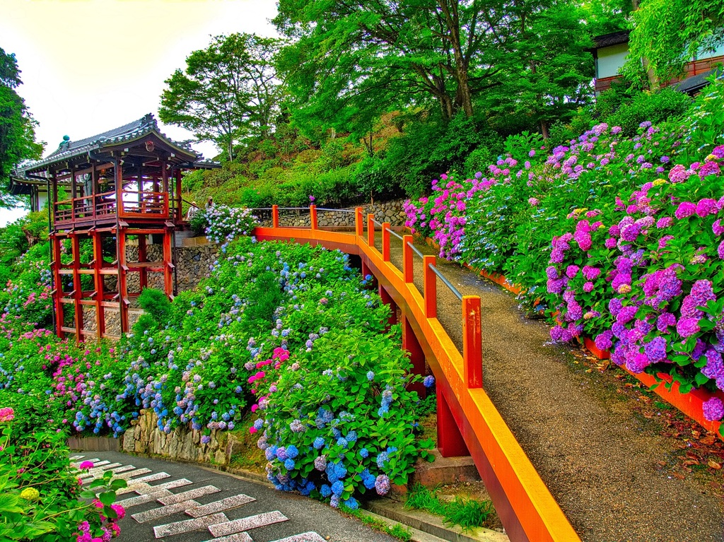 風景７０８　寺　庭　あじさい